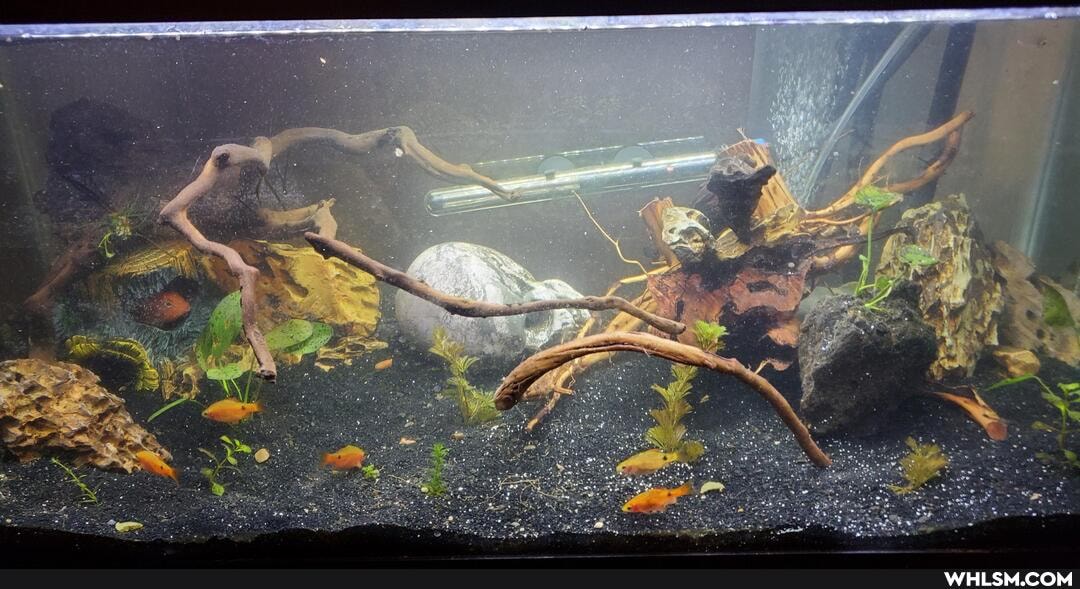 pets, fish, aquarium
