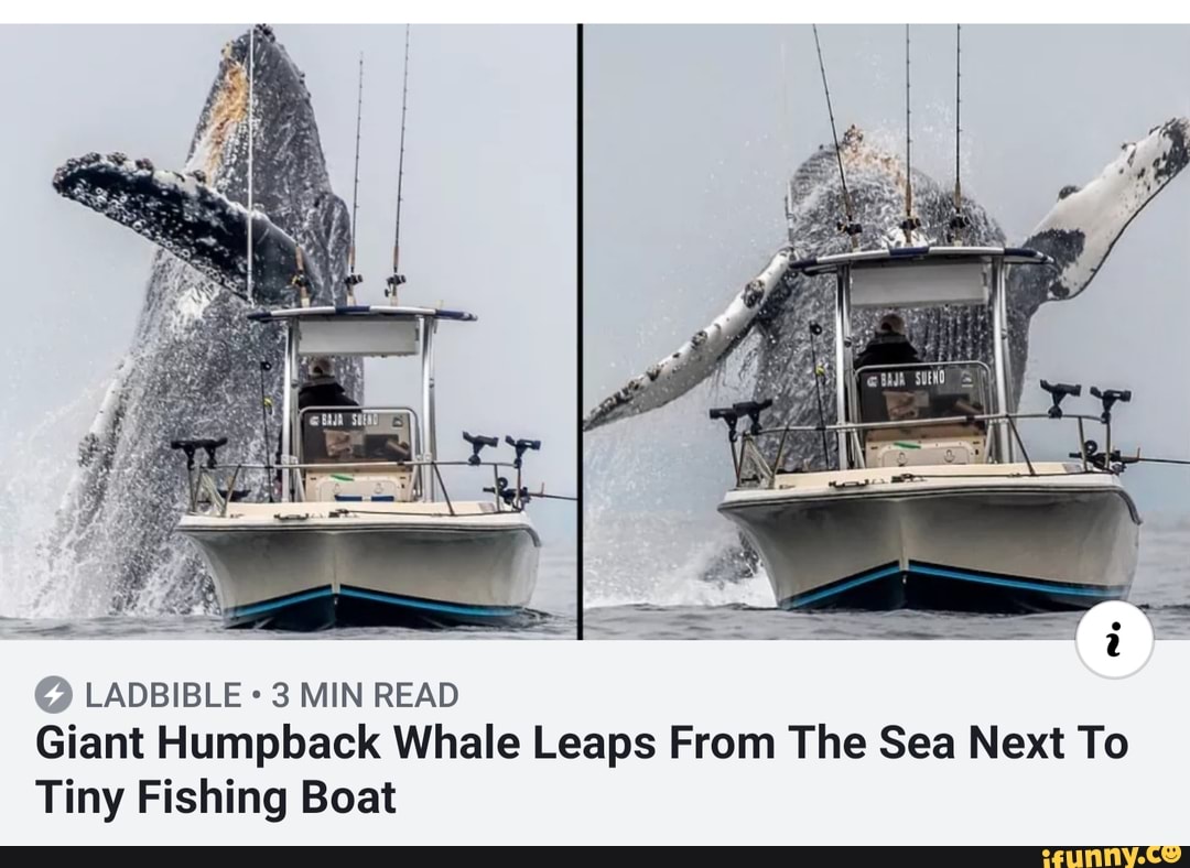 & LADBIBLE 3 MIN READ Giant Humpback Whale Leaps From The Sea Next To