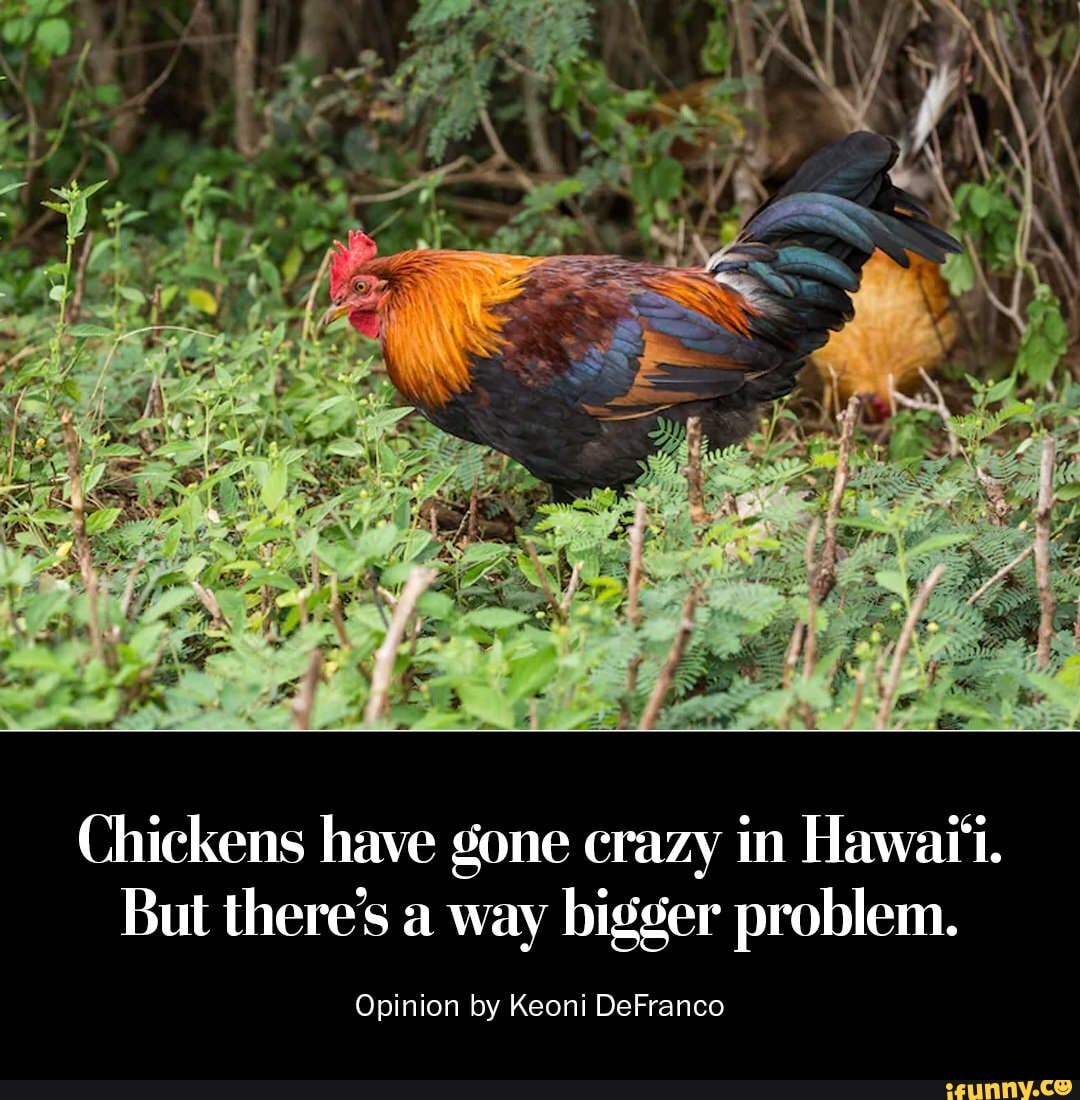 Chickens have gone crazy in Hawaii. But there's a way bigger problem