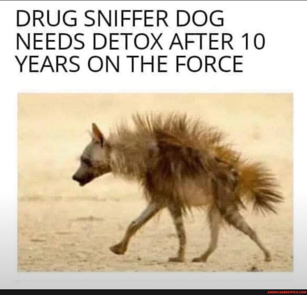 DRUG SNIFFER DOG NEEDS DETOX AFTER 10
YEARS ON THE FORCE