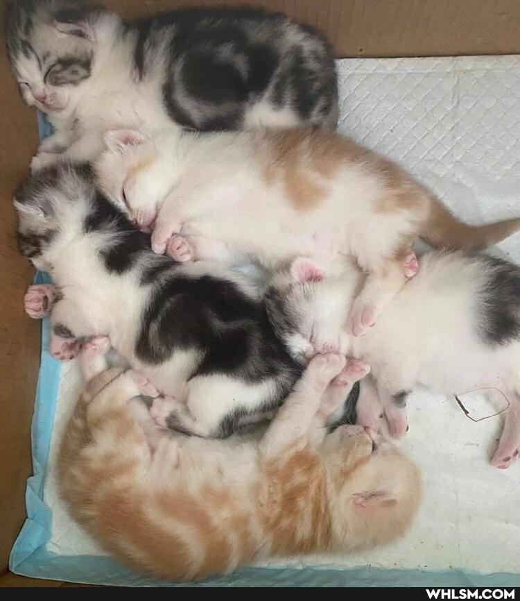 cat, cats, puppy