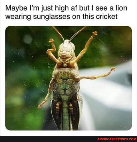 Maybe I'm just high af but I see a lion wearing sunglasses on this cricket