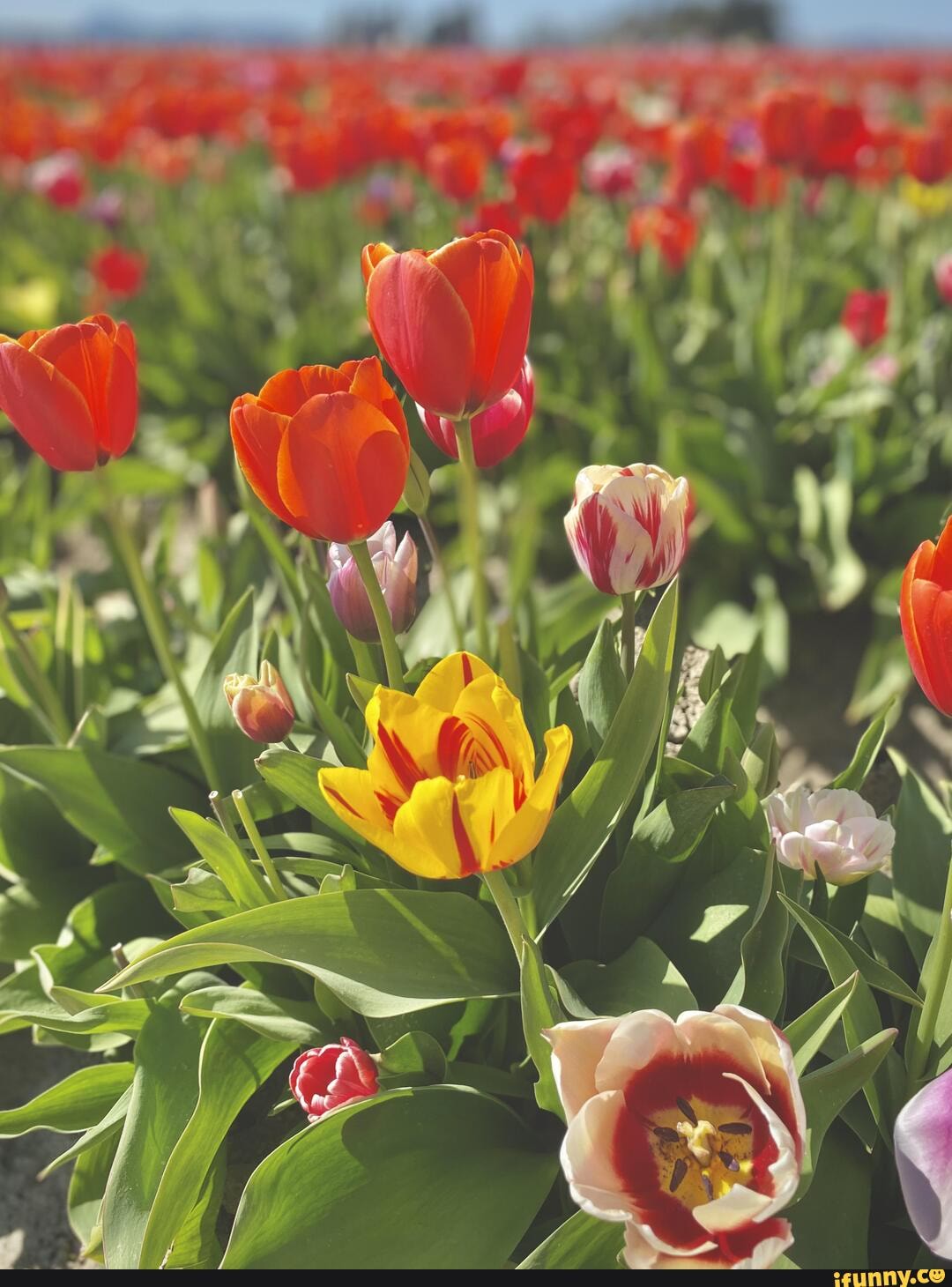 tulips, vernon, noon, 3200x3450