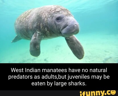 West Indian manatees have no natural predators as adults,but juveniles