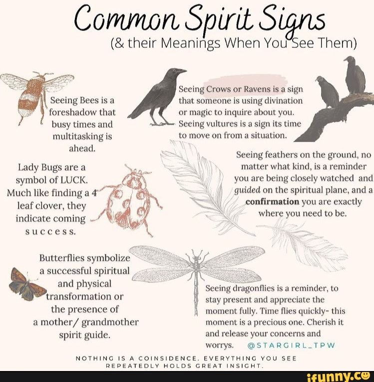 Common their Spirit Signs their Meanings When You'See Seeing Crows or ...