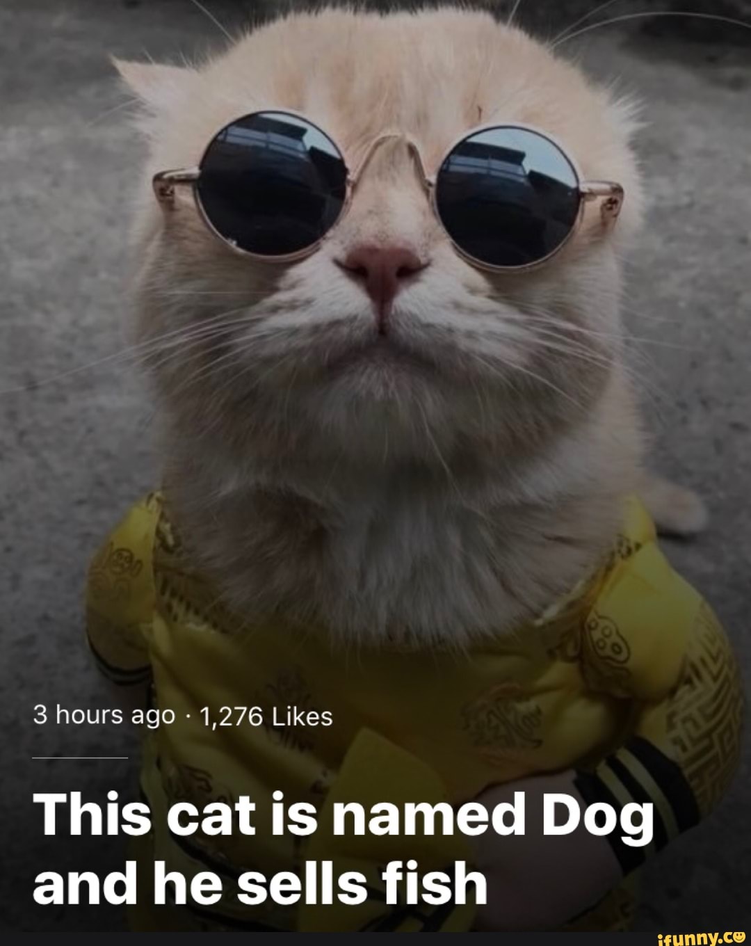 This Cat Is Named Dog And He Sells Fish Ifunny