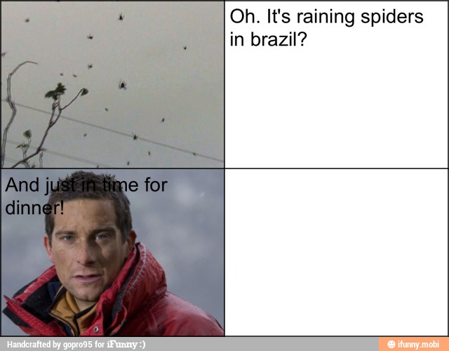 Oh. It's raining spiders
in brazil?