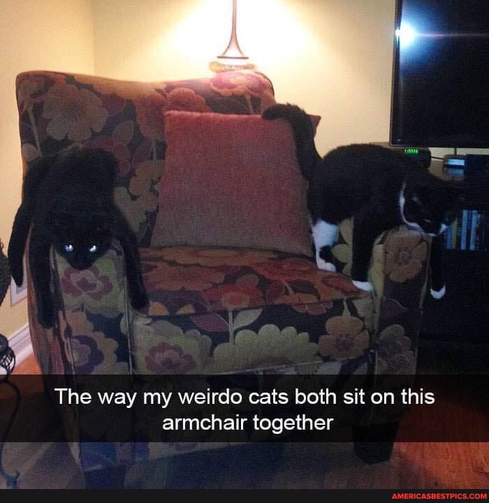 The way my weirdo cats both sit on this armchair together