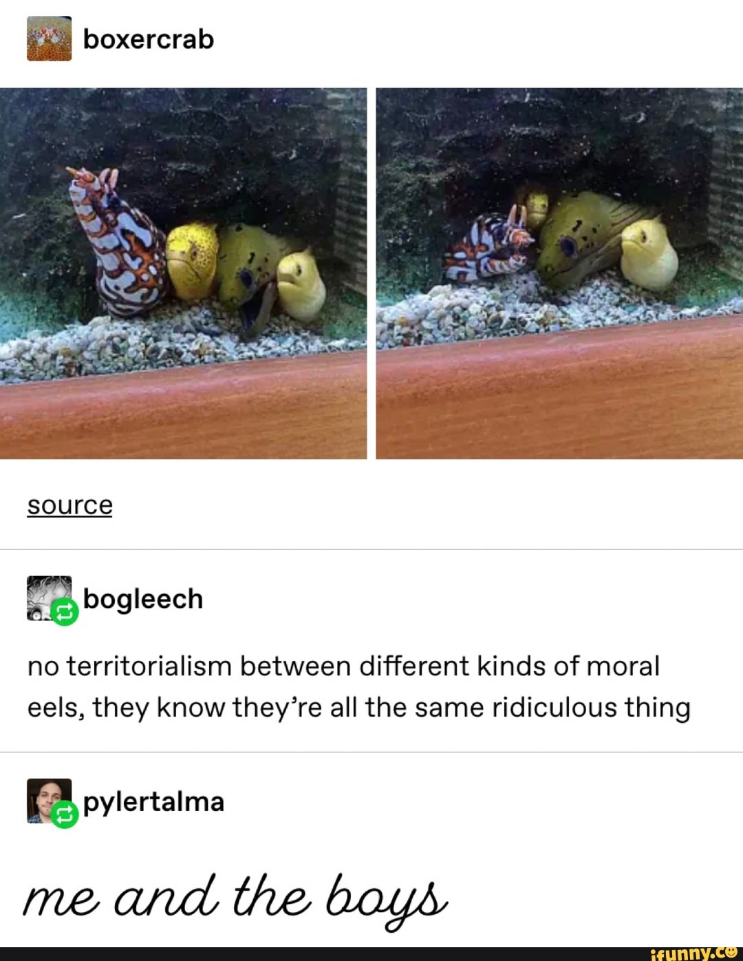 no territorialism between different kinds of moral
eels, they know they're all the same ridiculous thing
me
and the boys