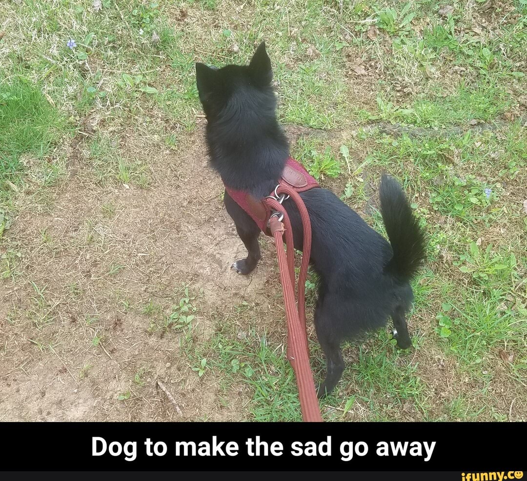 Dog to make the sad go away - Dog to make the sad go away