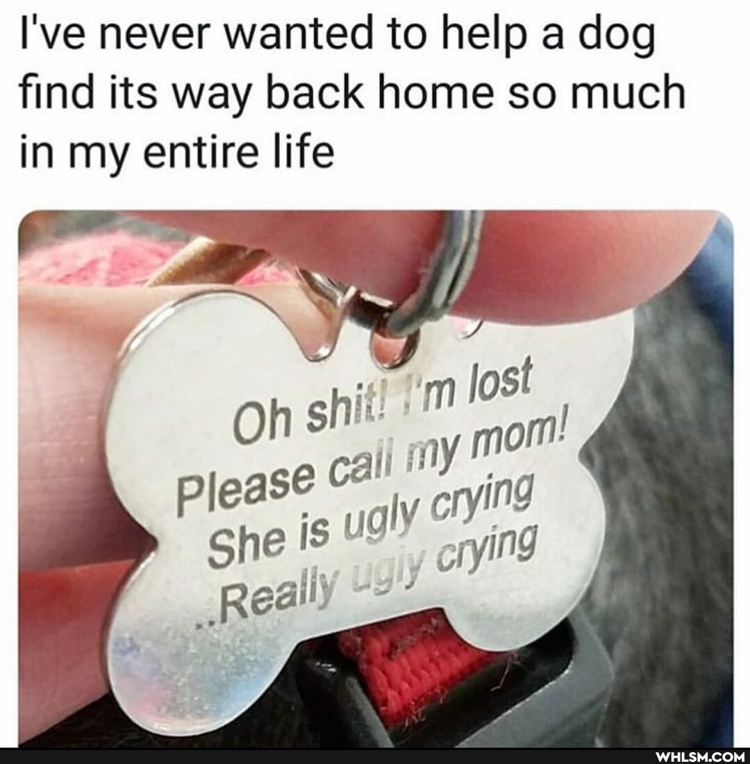 I've never wanted to help a dog find its way back home so much in my entire life
On