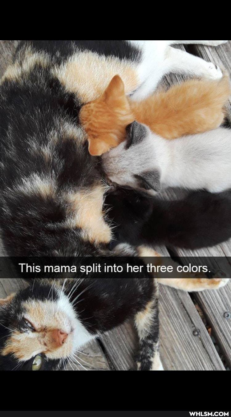 This mama split into her three colors.