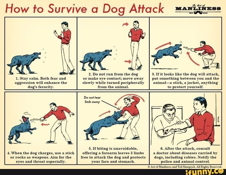 How to Survive a Dog Attack aniiizss
1. Stay calm. Both fear and aggression will enhance the dog's ferocity.
4. When the dog charges, use a stick
'or rocks as weapons. Aim for the eyes and throat especially.
2. Do not run from the dog or make eye contact; move away slowly while turned peripherally
Do not tear limb away
5. If biting is unavoidable, offering a forearm leaves 3 limbs
free to attack the dog and protects
your face and stomach.
Do not run from the dog 3. If it looks like the dog will attack,
put something between you and the
animal-a stick, a jacket, anything to protect yourself.
6. After the attack, consult
a doctor about diseases carried by
dogs, including rabies. Notify the police and animal control.
Artof Manliness and Ted Sampyak All Rights Reserved.