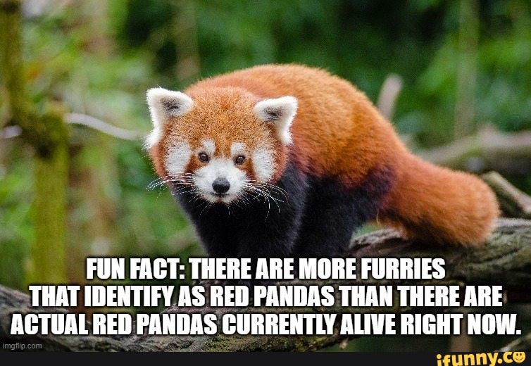 FUN FACT: THERE ARE MORE FURRIES THAT IDENTIFY AS RED PANDAS THAN THERE ...