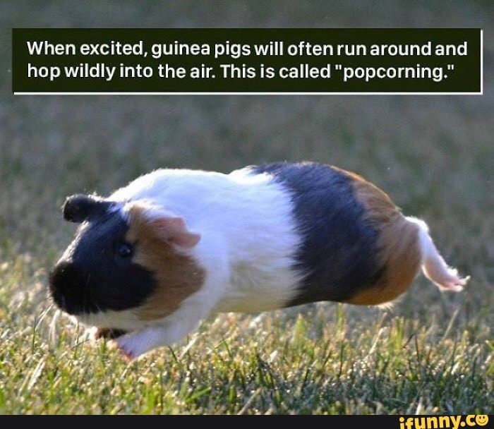 When excited, guinea pigs will often run around and hop wildly into the