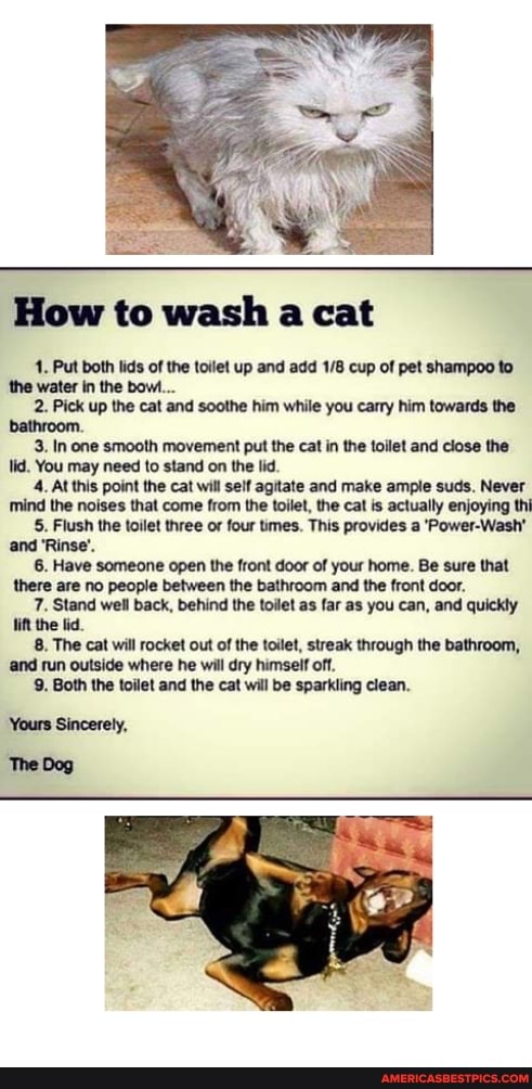 How to wash a cat
1, Put both lids of the toilet up and add cup of pet shampoo to
'the water in the bow...
2. Pick up the cat and soothe him while you carry him towards the bathroom.
3. In one smooth movement put the cat in the toilet and close the lid. You may need to stand on the lid.
4. At this point the cat will self agitate and make ample suds. Never mind the noises that come from the toilet, the cat is actually enjoying thi
5. Flush the toilet three or four times. This provides a 'Power-Wash' and 'Rinse'.
6. Have someone open the front door of your home. Be sure that there are no people between the bathroom and the front door.
7. Stand well back, behind the toilet as far as you can, and quickly ft the lid.
8. The cat will rocket out of the toilet, streak through the bathroom, and run outside where he will dry himseif off.
9. Both the toilet and the cat will be sparkling clean.
Yours Sincerely,
{The Bog
