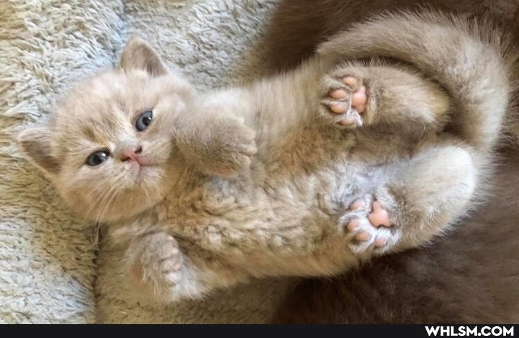 funny, cat, cats, love