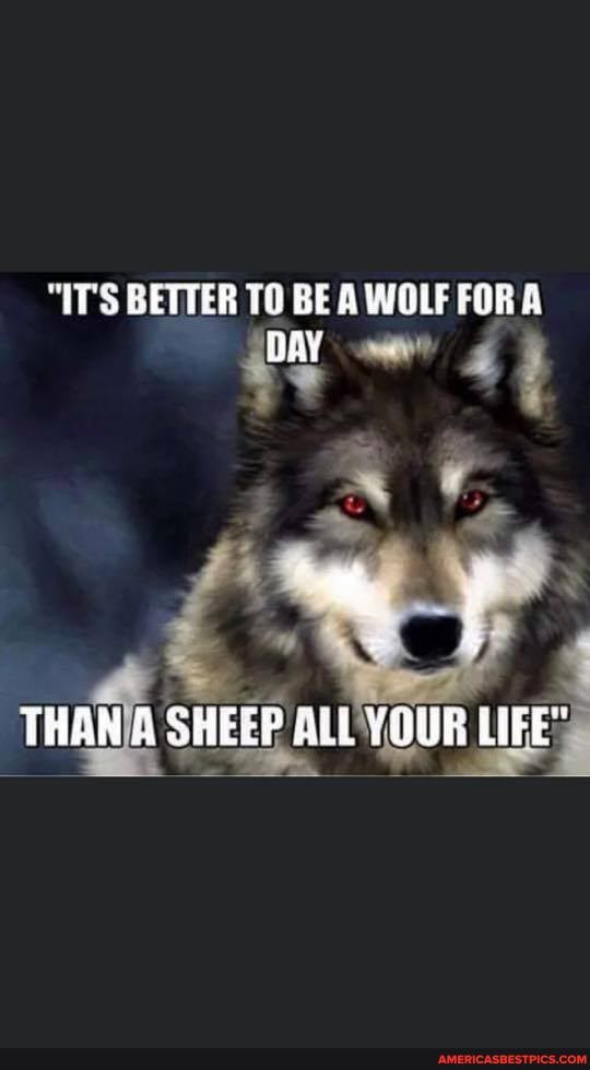 "IT'S BETTER TO BE A WOLF FORA A DAY
THAN SHEEP ALL YOUR LIFE"
