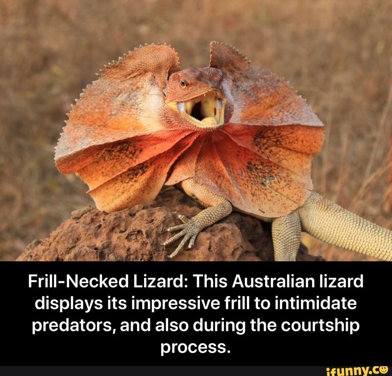 Frill-Necked
Lizard:
This Australian lizard
displays its impressive frill to intimidate
predators, and also during the courtship
process. - Frill-Necked Lizard: This Australian lizard displays its impressive frill to intimidate predators, and also during the courtship process.