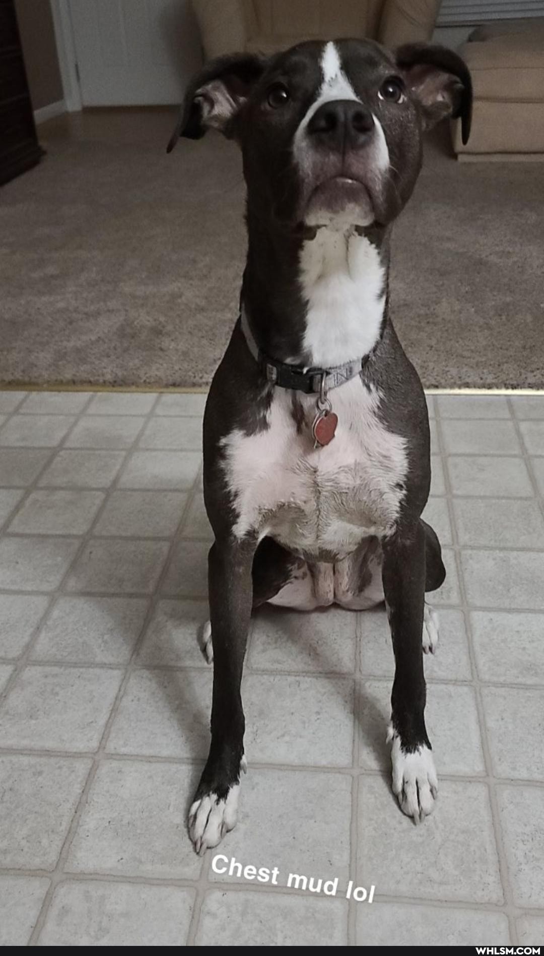 funny, puppy, dog
