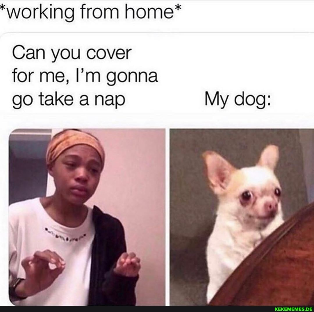 *working from home*
Can you cover for me, I'm gonna go take a nap My dog: