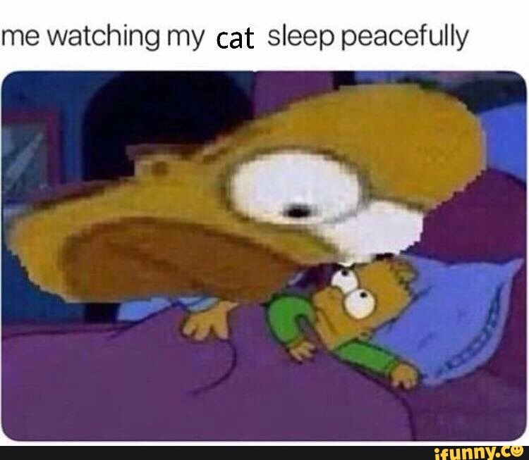 Me Watching My Cat Sleep Peacefully Ifunny
