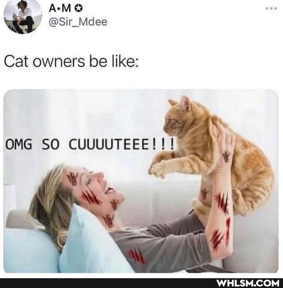 Cat owners be like:
SO CUUUUTEEE!