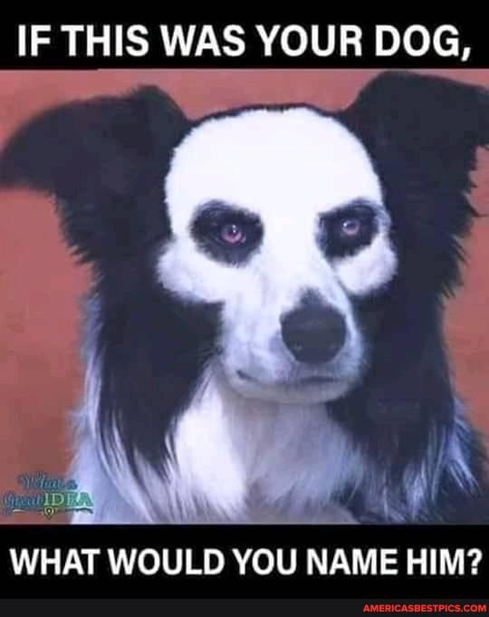 IF THIS WAS YOUR DOG,
WHAT WOULD YOU NAME HIM?