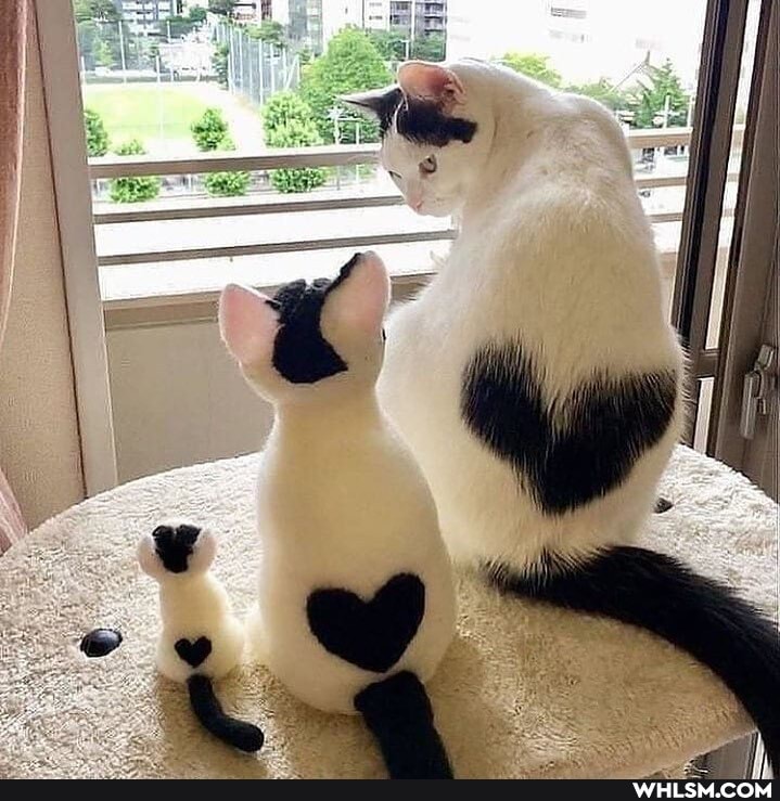 aww, cat, funny