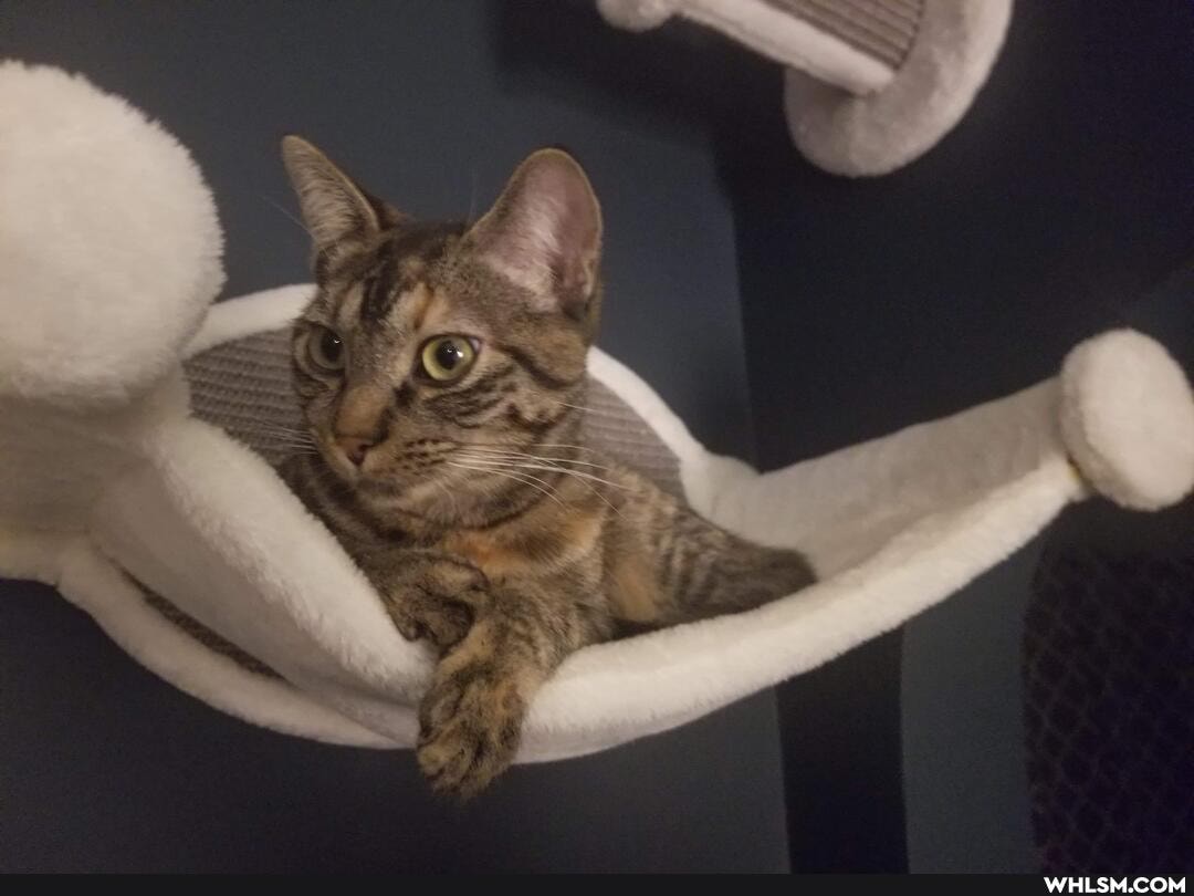 caturday, aww, cat