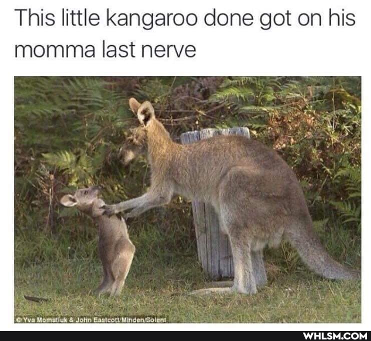 This little kangaroo done got on his momma last nerve