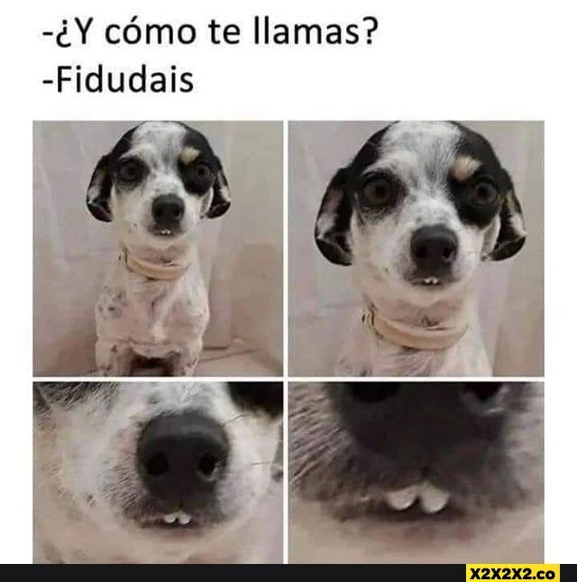 Como te llamas? -Fidudais - iFunny Brazil