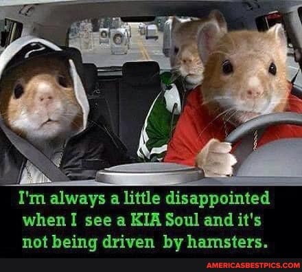 I'm always a little disappointed when I see a KIA Soul and it's
nat haingg Avrswan he hametare