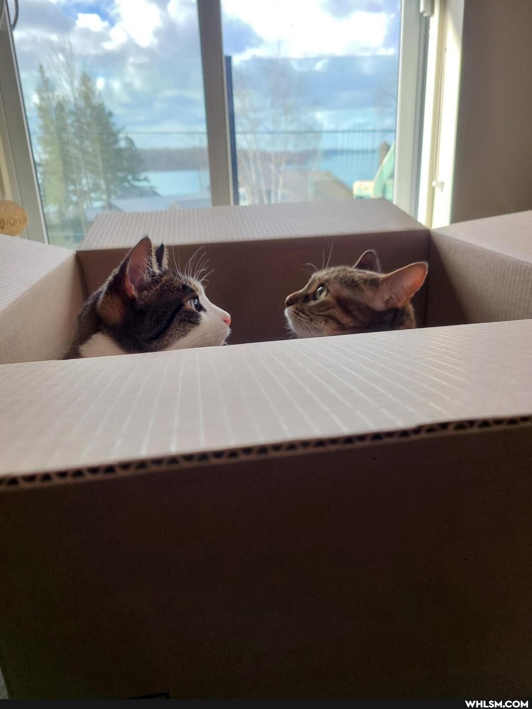 cat, aww, pets