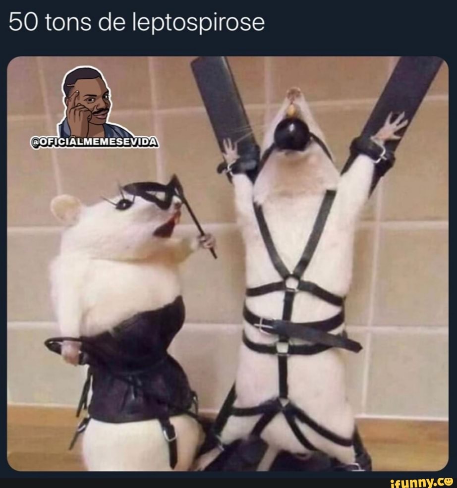 50 tons de leptospirose