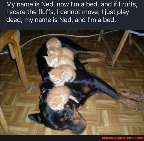 My name is Ned, now I'm a bed, and if I ruffs, scare the fluffs, I cannot move, I just play dead, my name is Ned, and I'm a bed.