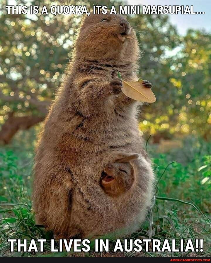 THISdS A QUOKKA, ITS A MINI MARSUPIAL...
THAT LIVES IN AUSTRALIA!