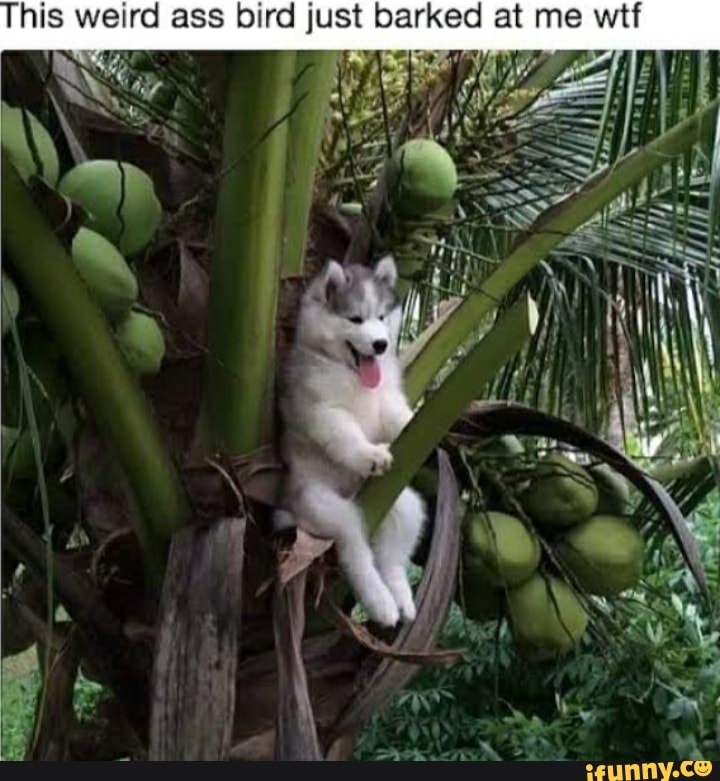 his ass bird just barked at me wtf