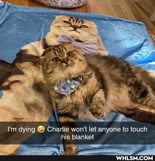 I'm dying Charlie won't let anyone to touch his blanket