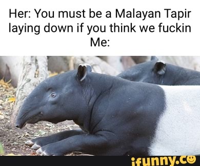 Her: You must be a Malayan Tapir laying down if you think we fuckin Me ...