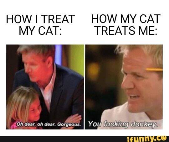 TREATS ME: MY CAT: