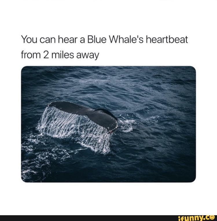 You can hear a Blue Whale's heartbeat from 2 miles away - iFunny