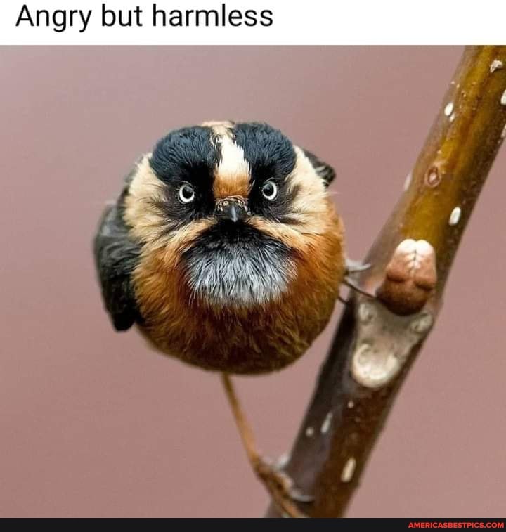 Angry but harmless