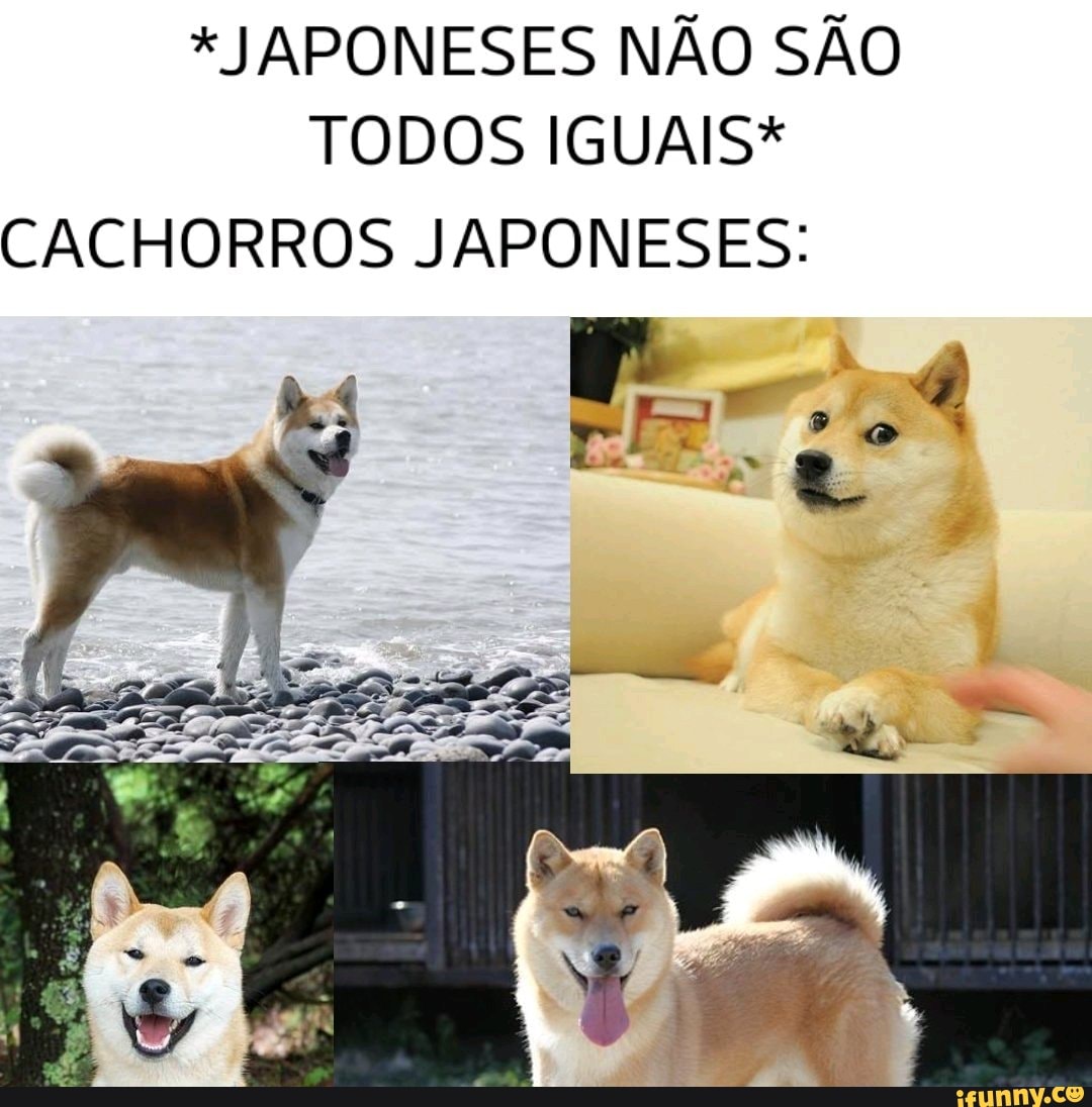 * JAPONESES NÃO SÃO TODOS IGUAIS*
CACHORROS JAPONESES: