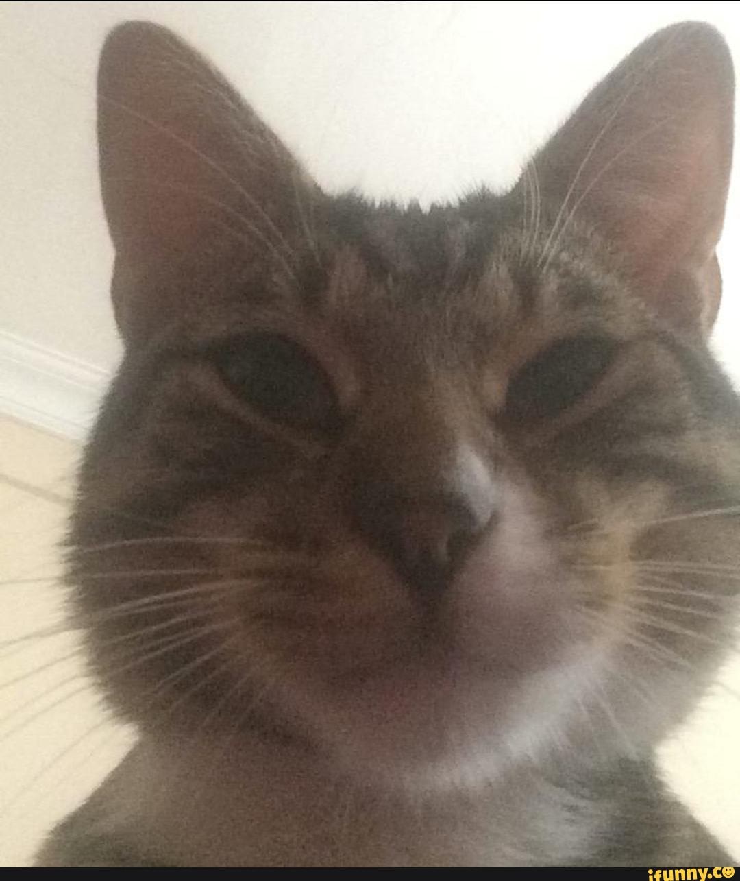 friend, cat, bambam, bir, photo