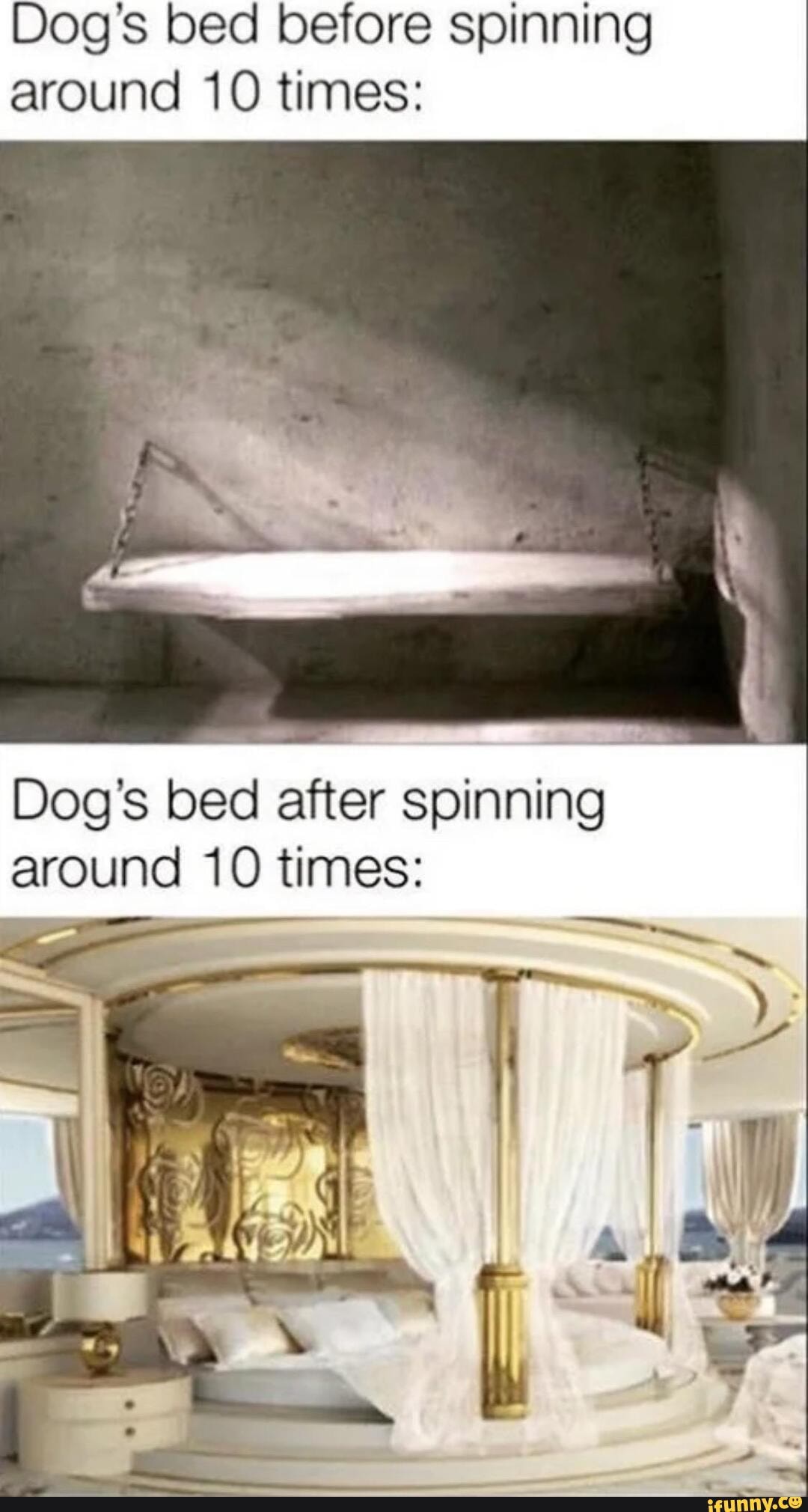 Dogs Bed Before Spinning Around 10 Times: Dog'S Bed After Spinning Around  10 Times: - Ifunny