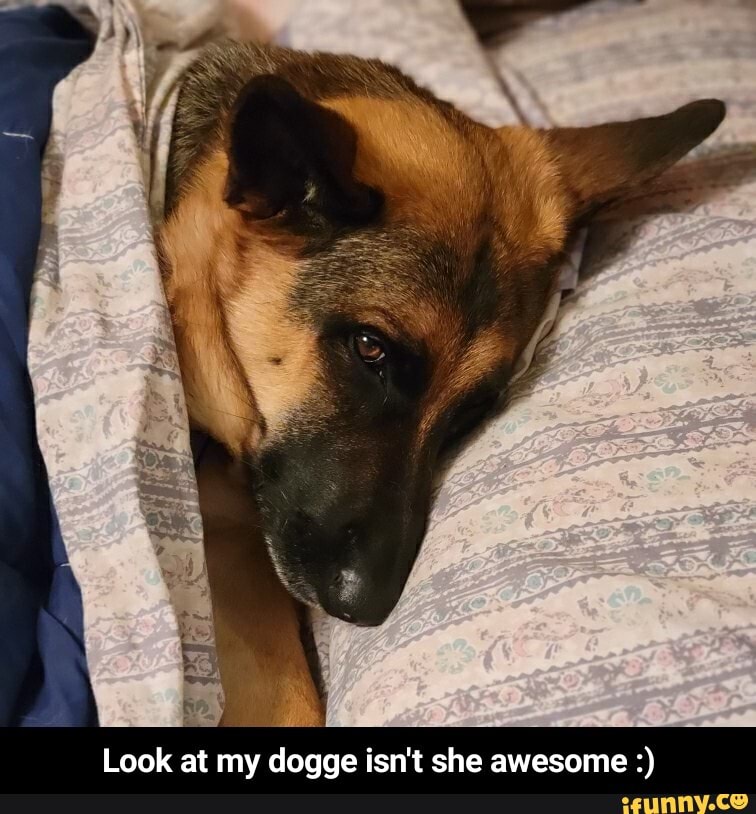 Look at my dogge isn't she awesome - Look at my dogge isn't she awesome :)