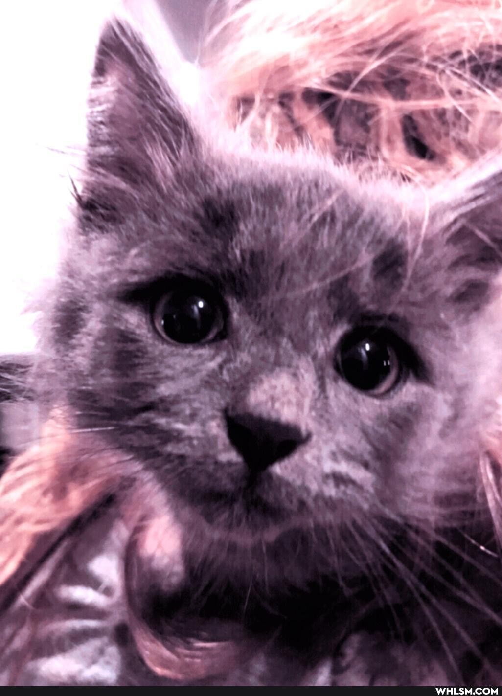 cats, kitten, siberiancats