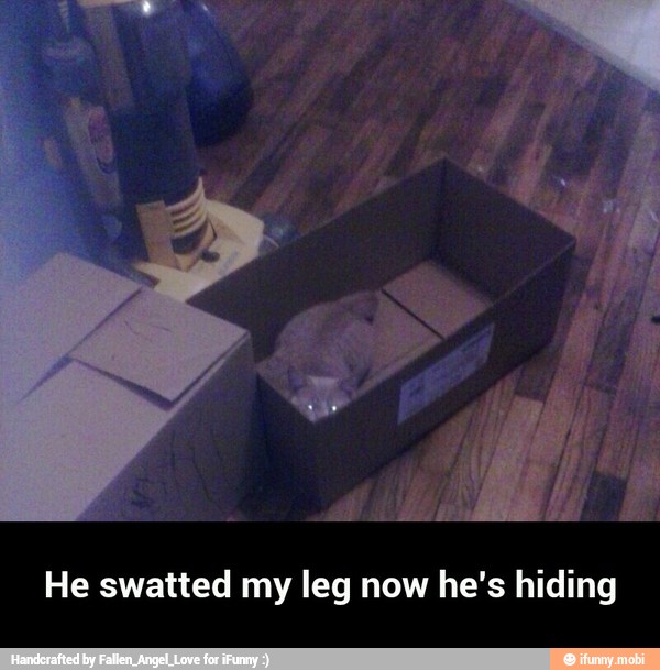 He swatted my leg now he's hiding - He swatted my leg now he's hiding