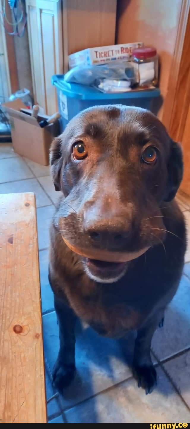 Master has given Dog a bagel! Dog is FED! )